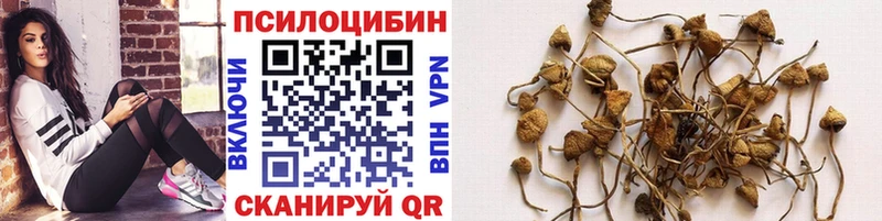 Псилоцибиновые грибы Psilocybe Новотроицк